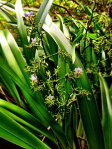 Beautiful 'uki'uki (D. multipedicilata) Hui Kū Maoli Ola Native Hawaiian Plants Rick's iPhone adventures